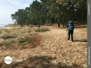 Unserer Pilgerreise auf dem Camino Portugues geht zwischen B&auml;umen und dem Meer weiter .