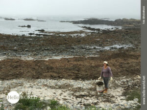 Entlang der K&uuml;ste des Camino Portugues sieht man Algen-sammelnde Portugiesen wie hier im Bild h&auml;ufig.
