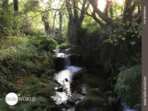 Natur pur auf dem Camino Portugues Hier zeigt sich der Camino Portugues von seiner ursprünglichen Seite: in der Mitte fließt der Rio Armenteira, rechts und links alter Baumbestand und grüner Farn.