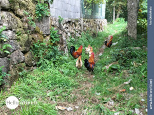 Hühnerausflug auf dem Camino Portugues Das Bild zeigt drei Hühner und Hähne, die hier auf dem Camino Portugues gemütlich einen kleinen Weg auf einem Grünstreifen zwischen Hausmauer und Bäumen entlang gehen.