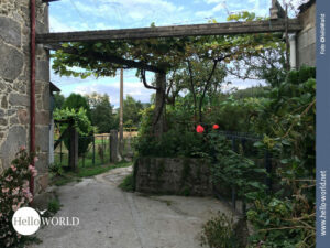 Dieses Bild vom Camino Portugues zeigt einen Weg zwischen H&auml;usern vorbei. Links und rechts Hausmauern, viel Gr&uuml;n und zwei rote Rosen, die besonders herausstechen.
