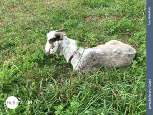 Ziegenhaltung auf dem Camino Portugues Entlang des Camino Portugues sieht man auf einer grünen nicht eingezäunten Wiese diese weiß-braune Ziege liegen. Sie trägt ein Halsband und ist angekettet.