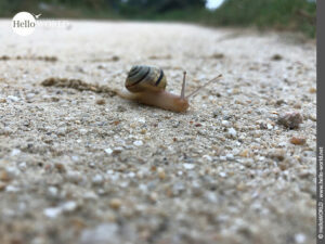 Unterkunft inklusive: Schnecke auf Wanderschaft Hier sieht man eine kleine braune Schnecke, die auf dem Camino Portugues Küstenweg entlang kriecht.