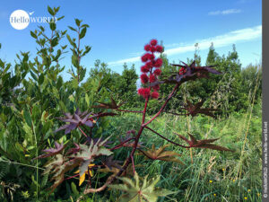 Stachelig, rot und giftig: Kapselfrüchte des Rizinus Wunderbaums Hier sieht man die roten stacheligen Kapselfrüchte des Rizinus-Wunderbaums, der auf dem Camino Portugues Küstenweg oft in freier Natur zu sehen ist.