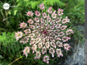 Filigrane Perfektion: winzige Blüten formen die Blume Hier sieht man eine rosefarbene Blume, die durch vielen kleine Blüten geformt wird.