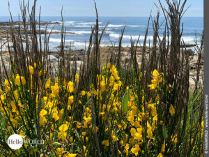 Auffälliges Farbspiel: gelbe Blüten, grüne Blätter, blaues Meer Hier sieht man gelbe Blumen an der Atlantikküste bei strahlend blauem Himmel
