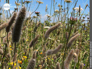 Buntes Insektenparadies: Blumenwiese Hier sieht man eine bunte Blumenwiese, aufgenommen an der Küste des portugiesischen Jakobsweges.