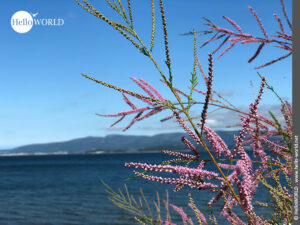 Bunter Blick aufs Meer inklusive Hier sieht man den zart rosa Blütenzweig einer Pflanze die entlang des Camino Portugues wächst