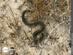 Hier sieht man eine Vipernnatter, die uns in den D&uuml;nen auf dem Camino Portugues K&uuml;stenweg begegnet ist