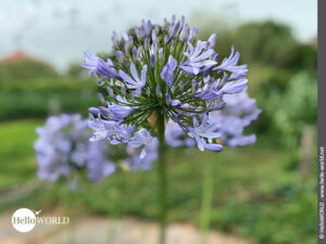 Hier sieht man eine lilafarbene Schmucklilie mit ihrem runden Bl&uuml;tenkopf.