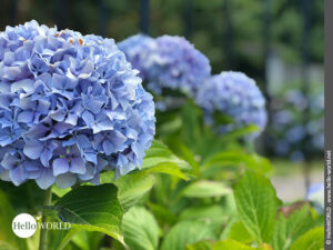 Lilafarbene Blütenpracht: Hortensienbusch Hier sieht man eine der unzähligen blauen Hortensien, die auf dem Camino Portugues Küstenweg wachsen.