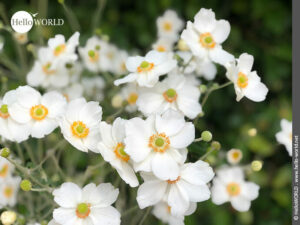 Weißer Blütenteppich auf dem Camino Portugues Küstenweg Diese weißen Anemonen trifft man auf der Pilgerreise auf dem portugiesischen Jakobsweg oft an.