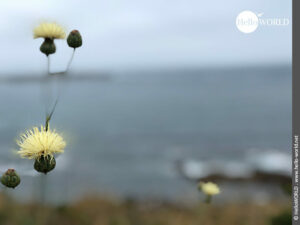 Zartgelb: wilde Distel auf dem Küstenweg Hier sieht man die zartgelbe Blüte einer Distel, die direkt an der Küste des Camino Portugues steht.