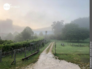 Hier sieht man einen kleinen Wanderweg im Nebel in der N&auml;he von O Vilar.