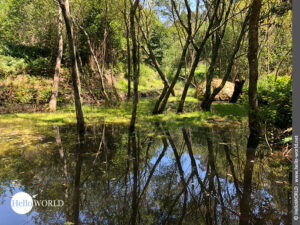 Hier sieht man B&auml;ume im Wasser stehen in der N&auml;he der Ortschaft Montemogos.