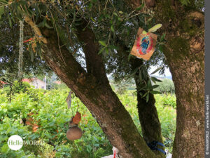 Baumschmuck auf dem Camino Portugues Rundwanderweg Hier sieht man an einen Baum angebrachte Heiligenbilder in der Nähe der Ortschaft Borgonha.