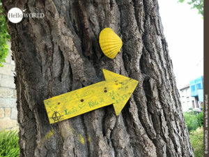 Auch ein Jakobswegzeichen auf dem Camino Portugues Rundwanderweg: gelber Pfeil Hier sieht man an einen Baum angebrachten gelben Pfeil und eine Jakobsmuschel in der Nähe der Ortschaft Caldas de Reis.
