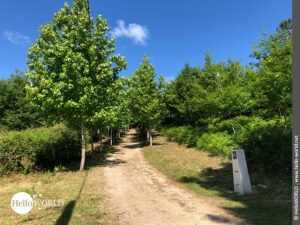 Hier sieht man ein Foto vom Camino Portugues Central bei Fraela, das eine Baumallee zeigt.