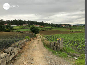Das Foto zeigt einen mit gelben Jakobswegpfeilen markierten Feldweg in der N&auml;he des Ortes Courel.