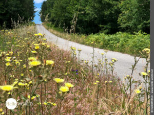 Hier sieht man eine gelbe Blumenwiese entlang eines befestigten Waldweges in der N&auml;he des Ortes A Seca.