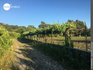 Hier sieht man einen Weg auf dem Camino Portugues Central, der vorbei an Weinreben f&uuml;hrt.