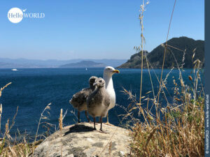 Hier sieht man eine M&ouml;we mit ihren zwei Jungen auf den Cies Inseln.