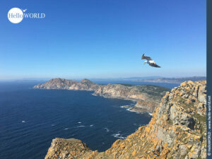 Die Cies Inseln in Galicien: Heimat unzähliger Seevögel Hier sieht man eine Möwe im Flug entlang der felsigen Küste der Cies Inseln.