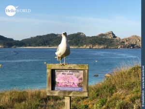 Naturschutzgebiet vor Galicien Hier sieht man eine Möwe auf einem Schild am Strand einer der Cies Inseln.