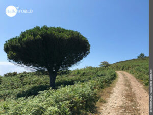 Hier sieht man einen alleinstehenden Baum am Rand eines befestigten Wanderweges auf der Insel Illa de Ons .