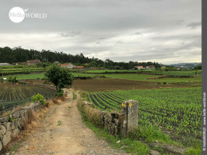 Hier sieht man einen Abschnitt des Camino Portugues Rundwanderwegs, der an Feldern vorbei f&uuml;hrt.