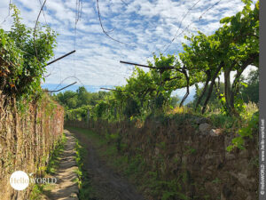 Hier sieht man einen Hohlweg auf dem Camino Portugues Rundwanderweg, der von Weinreben umgeben ist.