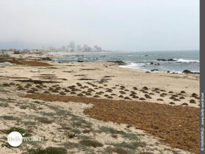 Aufgeräumt: Algen am Strand bei Povoa de Varzim Hier sieht man den menschenleeren Praia de Quiao in der Nähe der Ortschaft a Ver o Mar.