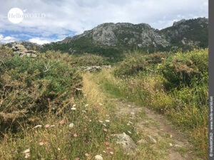 Hier sieht man einen unbefestigten Wanderweg auf dem Monte Louro.