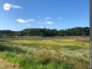 Hier sieht man ein gr&uuml;nes Wiesengel&auml;nde in der N&auml;he von Vilaxoan.