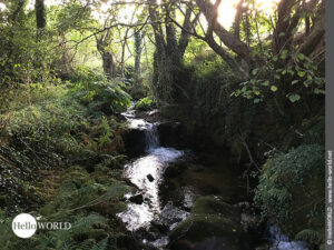 Hier sieht man den Lauf eines Baches im Wald mit einem kleinen Wasserfall.
