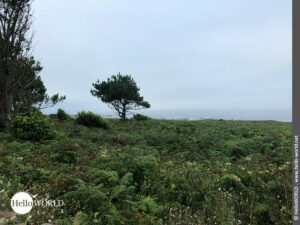 So grün ist die Küste bei O Mato Vello Hier sieht man eine Aussicht auf die Küste bei O Mato Vello.