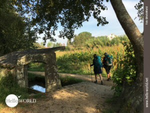 Abwechslungsreiche Pilgerstrecke über Wald und Felder Bei der zehnten Camino Portugues Etappe verlassen wir am Ende der Ruta de la Piedra y del Agua nach einer letzten Ruine den Wald und laufen am Rande von Maisfeldern.