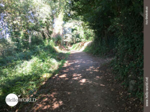 Unsere Camino Portugues-Tour verl&auml;uft in diesem Bild durch ein kleines Waldst&uuml;ck, durch dessen B&auml;ume die Sonnenstrahlen auf den Weg scheinen.