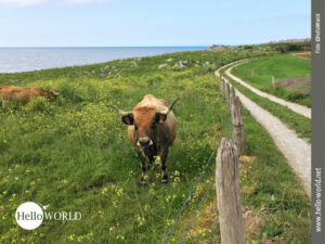 Das Bild zeigt einen Wegabschnitt von der spanischen Nordk&uuml;ste, der vorbei an weidenden K&uuml;hen f&uuml;hrt.