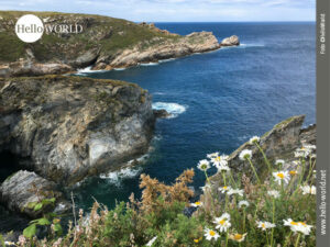Diese Aufnahme von der spanischen Nordk&uuml;ste zeigt einen K&uuml;stenabschnitt mit Felsen, Buchten, dem tiefblauen Atlantik und gelb-wei&szlig;en Blumen im Vordergrund.