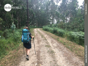 Auf Forstwirtschaftswegen an der spanischen Nordküste Das Bild von der spanischen Nordküste zeigt eine Backpackerin auf einem breiten Forstwirtschaftsweg, rechts und links Farn, dahinter Bäume.