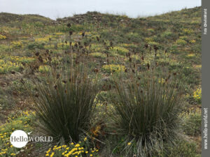 Riesiger Pflanzenteppich mit Sträuchern und Blumen Das Bild von der spanischen Nordküste aus der Serie „Lagoa de Baldaio“ zeigt zwei große Sträucher inmitten der bewachsenen Dünenlandschaft.
