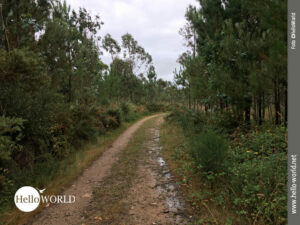 Weg im Landesinneren Richtung Camarinas Das Bild von der Costa da Morte zeigt einen breiten Waldweg im Landesinneren, der vom Regen durchnässt ist.