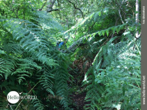 Das Bild, entstanden an der Costa da Morte zwischen Camarinas und Merexo zeigt einen dicht mit hohem Farn bewachsenen Weg, auf dem durch die Bl&auml;tter erkennbar ein Mann mit Rucksack l&auml;uft.
