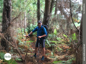 Diese Aufnahme von der Costa da Morte an der spanischen Nordk&uuml;ste zeigt ein verwildertes Waldst&uuml;ck und einen mit Rucksack und St&ouml;cken bepackten Wanderer auf dem Weg.