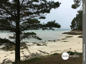 Landschaftschutzgebiet am Playa O Arino Das Bild von der Costa da Morte an der spanischen Nordküste zeigt den Playa O Arino, der auch Landschaftsschutzgebiet ist, mit seinem hellen Sand, im Vordergrund ein großer Baum.