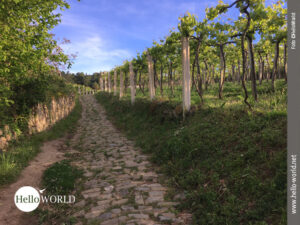 Das Bild zeigt ein Beispiel f&uuml;r die Beschaffenheit der Wanderwege an der spanischen Nordk&uuml;ste. Hier im Bild sieht einen gepflasterten Weg entlang von Weinreben.