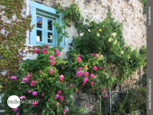 Dieses &bdquo;alte Gem&auml;uer&ldquo;-Bild Nr. 9, aufgenommen an der spanischen Nordk&uuml;ste, wirkt mit dem t&uuml;rkisen Fensterrahmen und pinkfarbenen und gelben Rosen besonders charmant.