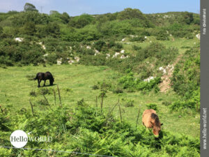 Das Bild zeigt eine Aufnahme von der spanischen Nordk&uuml;ste: Man sieht zwei Pferde auf einer gr&uuml;nen Weide, umgeben von einer h&uuml;geligen Landschaft