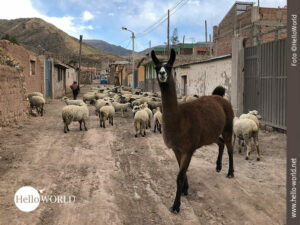 Diese Aufnahme aus der Serie Bilder aus S&uuml;damerika, zeigt eine Schafherde auf einer sandigen Stra&szlig;e in einem Dorf, im Vordergrund ein Lama.